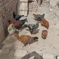 خورس و مرغ محلی|حیوانات مزرعه|خرمدشت, |دیوار