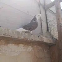 کفتر|پرنده|کاشان, ولیعصر|دیوار