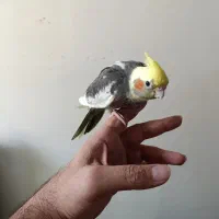 جوجه عروس هلندی|پرنده|محمدشهر, شهرک پیام (مهرالبرز)|دیوار