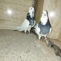 طوقی|پرنده|اصفهان, سودان|دیوار