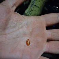 مهره برد درجه یک و کلکسیونی قدمت دار|کلکسیون اشیاء عتیقه|دهدشت, |دیوار