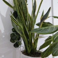 گل و گیاه آپارتمانی|گل و گیاه طبیعی|بندر ماهشهر, |دیوار