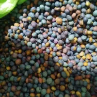 بنه سبز یکدست امسالی