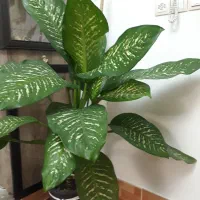 گل آپارتمانی دیفن باخیا قشنگ و سروحال|گل و گیاه طبیعی|تبریز, |دیوار