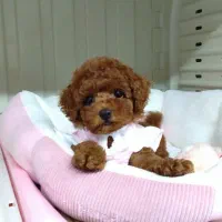 سگ توله توی پودل رد ۶۰ روز