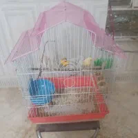 قناری|پرنده|شوشتر, |دیوار