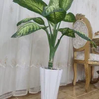 گل های اپارتمانی