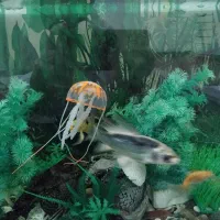 آکواریوم همراه با ماهی و وسایل|ماهی|سقز, |دیوار