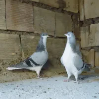 کبوتر خوشرنگ