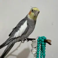 عروس هلندی خانگی سالم دستی|پرنده|رودهن, |دیوار