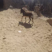 کره الاغ|حیوانات مزرعه|سبزوار, رضوی|دیوار