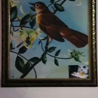 نقاشی . رنگ و روغن . کبوتر|تابلو، نقاشی، عکس|رشت, رشتیان|دیوار