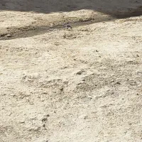 سگ نر|سگ|کاشمر, |دیوار