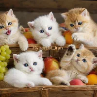 ارزان کده گربه های دیدنی کلکسیونی ومینی هایپرمیو