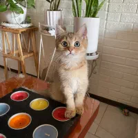 گربه بریتیش