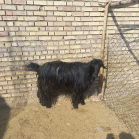 بز داشتی|حیوانات مزرعه|اندیمشک, |دیوار