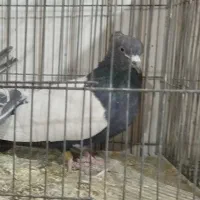 سینه ای سیاه|پرنده|خانمیرزا, |دیوار