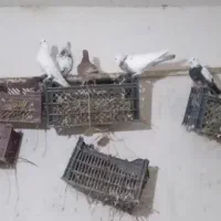 کبوتر|پرنده|کوثر, |دیوار