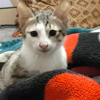 دو گربه