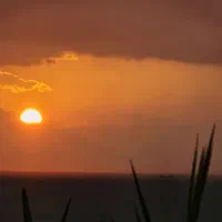 استخدام نیروی کار در کافه نخل