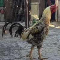 مرغ وخروس لاری