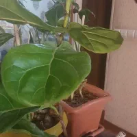 ۵عدد گل سرحال خوشگل بفروشم میرسد