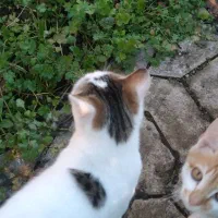 واگذاری بچه گربه|گربه|لنگرود, |دیوار