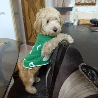 فروش فوری سگ پودل|سگ|اصفهان, خلجا|دیوار