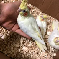 عروس هلندی|پرنده|بندرعباس, |دیوار