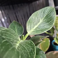 گل آپارتمانی|گل و گیاه طبیعی|فسا, |دیوار