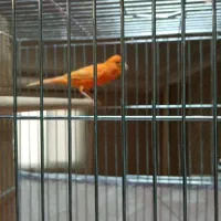 قناری نر|پرنده|شیراز, درکی|دیوار