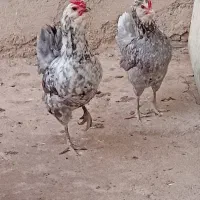 لاری|حیوانات مزرعه|اهواز, کارون|دیوار