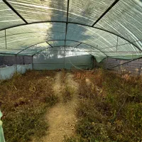 اجاره مغازه و زمین|اجارهٔ مغازه و غرفه|ماهان, |دیوار