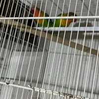 انواع پرنده معاوضه با قناری|پرنده|بیرجند, |دیوار