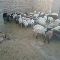 گوشت.دام زنده|خوردنی و آشامیدنی|نیمبلوک, |دیوار