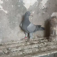 دوجفت‌جوجه‌مسافتی‌باجفت‌نروماده