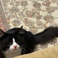 گمشده گربه DSH