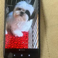 شیتزو فلت دختر ژنتیک فوق العاده