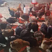 مرغ محلی دم تخم پنج ماهه جوان