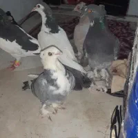 کفتر کبوتر خال ساتن تزئینی سرور خال چپ دم