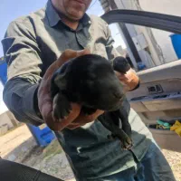 توله ژرمن شپرد اصیل.واکسن و انگل تراپی شده|سگ|مشهد, هنرستان|دیوار