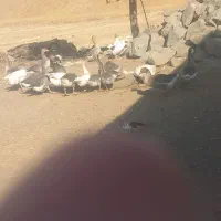 غاز و اردک روسی