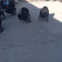 بوقلمون سالم ارگانیک نر