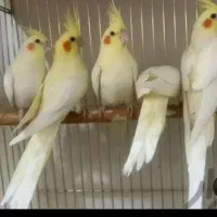 لوتینوی زیبا