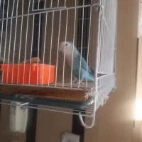 دو تا کوتوله نر و ماده