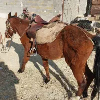 اسب|اسب و تجهیزات اسب‌سواری|دماوند, دماوند|دیوار