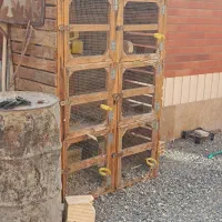 کبوتر طاووسی ساتن زینتی نقش جوجه|پرنده|اصفهان, کشاورزی|دیوار