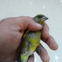 سهره سبز|پرنده|بجنورد, |دیوار