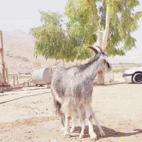 بزه|حیوانات مزرعه|شیراز, بید زرد|دیوار