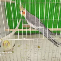 عروس هلندی دوتا نر دوتا ماده